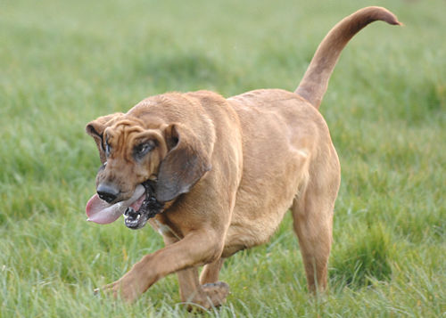 Running does strange things to bloodhounds!